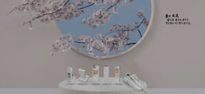 blooming cherry blossoms